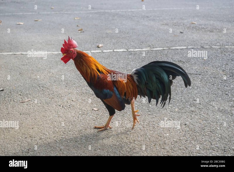 Image: Speel nu het populaire gokspel Chicken Road online in Nederland